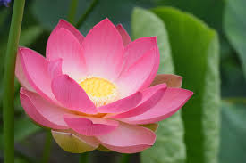 Image result for Lotus discolor