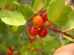 Image result for Rinorea ilicifolia