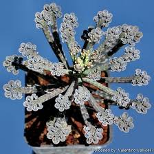 Image result for Bryophyllum tubiflorum