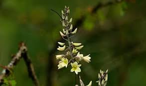 Image result for Fadogia tomentosa