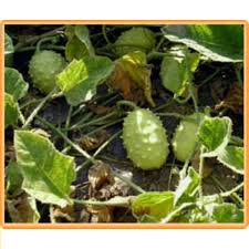 Image result for Cucumis aculeatus