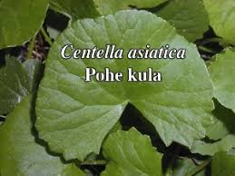 Gotu Kola Monograph Herbrally