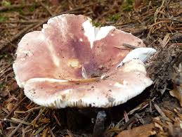 Image result for Russula perlactea