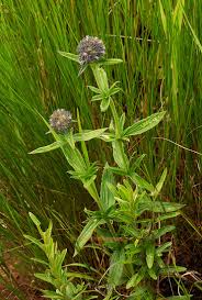 Image result for Agathisanthemum