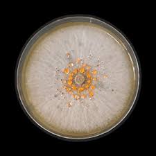 Image result for Colletoecema