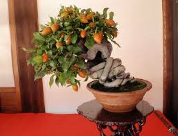 We did not find results for: Top 10 Bonsai Fruit Trees Bonsai Empire