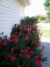 Pin By Valerie Anderson On My Garden Garden Front Of House Rose Bush Beautiful Flowers Garden