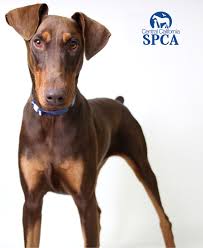Doberman puppies for adoption in california. Sophia Is A 9 Month Old Red And Tan Female Doberman Pinscher Central California Spca Fresno Ca