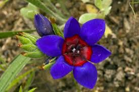 Image result for Babiana