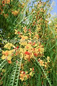 Image result for Parkinsonia aculeata