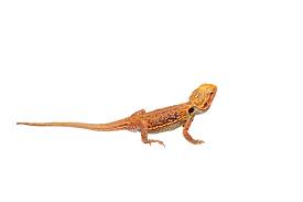Bearded Dragons Care Sheet For Beginners Hugglepets The resolution of png image is 479x370 and classified to null. bearded dragons care sheet for