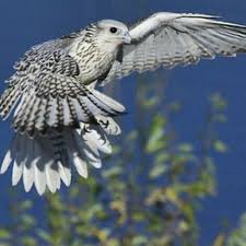 pin auf gyrfalcons