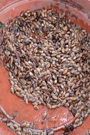 Image result for Treculia