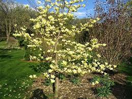 Image result for Bauhinia tomentosa