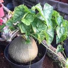 Image result for Gerrardanthus lobatus