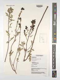 Image result for Micrargeriella aphylla