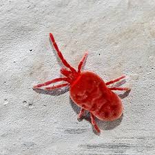Image result for red mite
