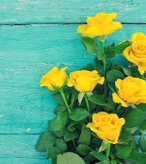 Garden with roses and lavender. Top 10 Most Beautiful Yellow Roses