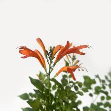 Image result for Tecomaria nyassae