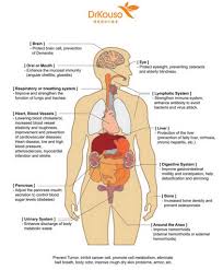 List of organs of the human body muscular system. Map Of Human Organs Map Of Organs In The Human Body Internal Organ Of Body Human Body Koibana Info Human Body Organs Anatomy Human Body Organs Body Organs