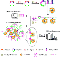Watch trailers & learn more. Construction Of A Dna Aunp Based Satellite Network For Exosome Analysis Analyst Rsc Publishing