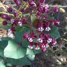 Scarce Heart Leaf Purple Milkweed Asclepias Cordifolia Asclepias Milkweed Unusual Flowers