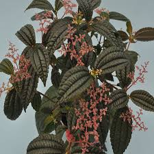 Image result for Pilea angolensis