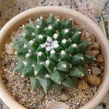 Mammillaria polythele 'toluca' is a nursery produced cultivar. Mammillaria Polythele Toluca Syn Mammillaria Vagaspina Var Toluca Mammillaria Toluca Uploaded By Biamynssen