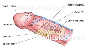 Image result for balanoposthitis