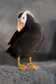 Puffins Are Often Spotted On Our Tours Out Of Seward Puffins Bird Puffin Bird
