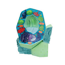 Ideal cell size to transmit room temperatures for optimal root growth includes five plastic plant labels! Plant Cell Model Plant Cell Teaching Model Plastic Plant Cell Model