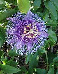 Houston Best Garden Center And Nursery By Maas Gardens And Gardening Supply Source Fragrant Plant Purple Passion Flower Passion Vine