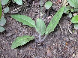 Image result for Pollichia