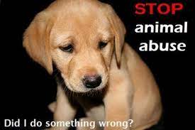 In the psa we put statistics and facts about animal abuse and facts on how the animals are abused. Sad Puppy Psa Mind Over Media