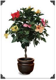 Tri Colour Hibiscus Tree Hibiscus Plant Hibiscus Tree Hardy Hibiscus Plant