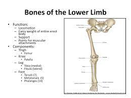 Femur bone diagram google search in 2020 bones skull bones. Lower Limb Anatomy Muscles Anatomy Drawing Diagram