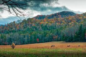 Animals Autumn Clouds Colorful Colors Country Countryside Deer Elk Fall Forest Hdr Landscape Me Best Campgrounds Camping In North Carolina Scenic