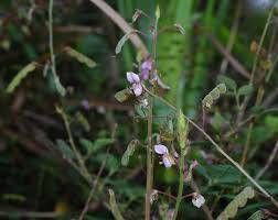 Image result for Grona adscendens