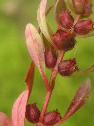 Image result for Rotala filiformis