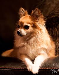 My Love Finn 3 Chihuahua Chihuahua Dogs Chihuahua Puppies