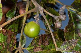 Image result for Vitex doniana