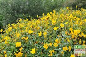 Voir plus d'idées sur le thème arbuste persistant, arbuste, persistant. Quelle Plante Pour Talus Choisir 10 Choix Jardipartage