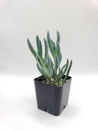 Image result for Senecio greenwayi