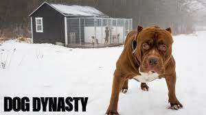 Proper dog kennel for your pit bull how to build a house out of pallets 10 best houses winter 76 brilliant ideas diy luxury worthy mtv cribs build a better dog house pitbulls go pitbull forums. Pimp My Kennel Hulk S New 25 000 Home Dog Dynasty Youtube