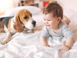 Here are our tips for keeping your dog happy and healthy. Best Dog Breeds For Babies Familyminded