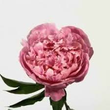 Maybe you would like to learn more about one of these? Peony Pink 60 Stems Wholesale Flowers Wedding Flowers Peonies Pink Wedding Flowers