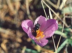 Female of ceratina cyanea digging the nest. Category Ceratina Cyanea Wikimedia Commons