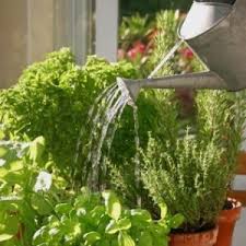 Plantes Aromatiques Tout Savoir Plantes Aromatiques Jardinage En Pots Jardin Aromatique