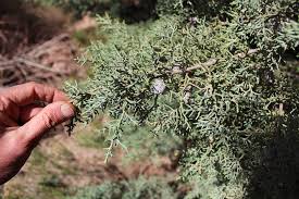Image result for Cupressus arizonica