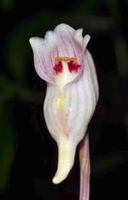 Image result for Rhipidoglossum pusillum